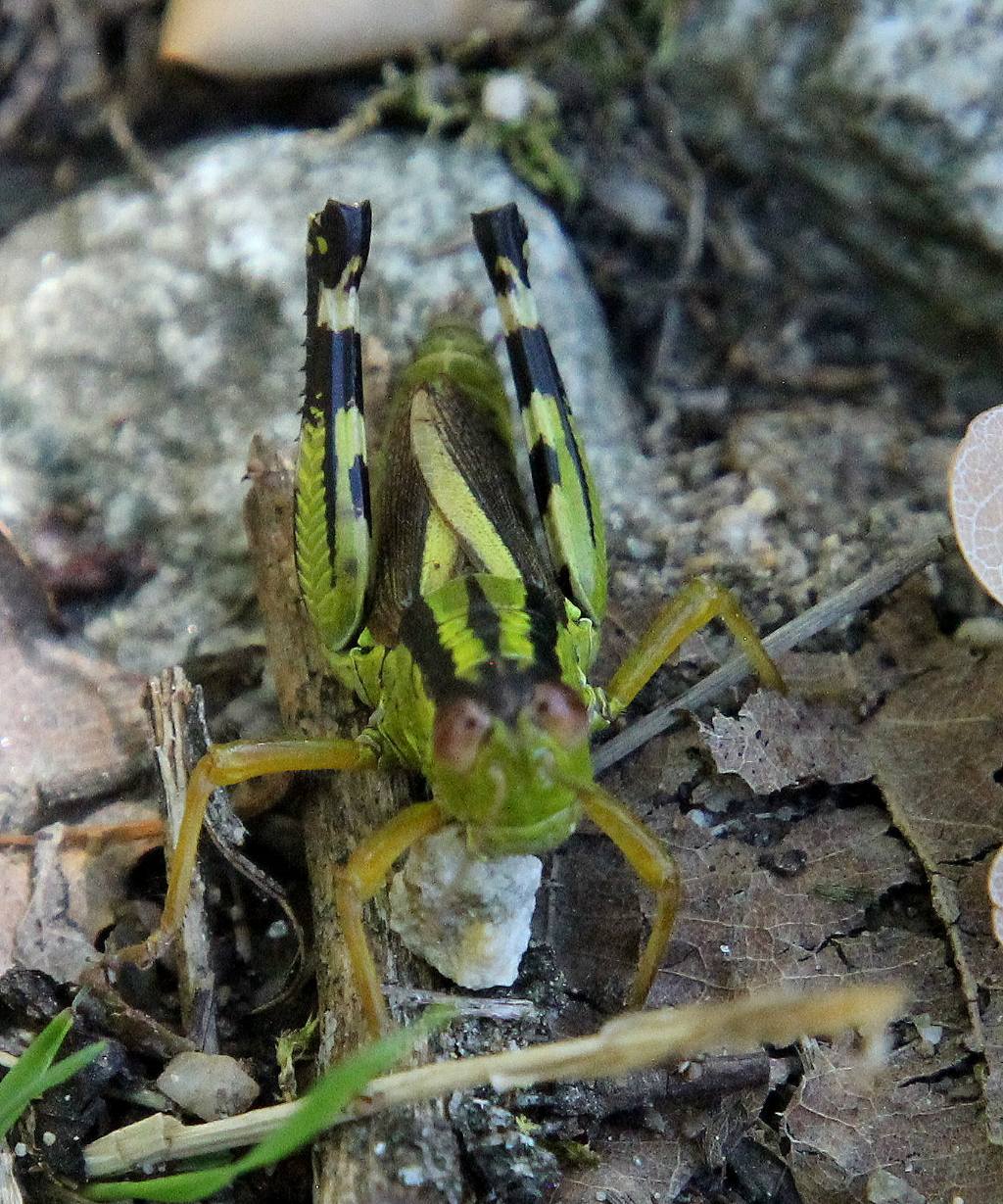 Nadigella formosanta bessae?  S